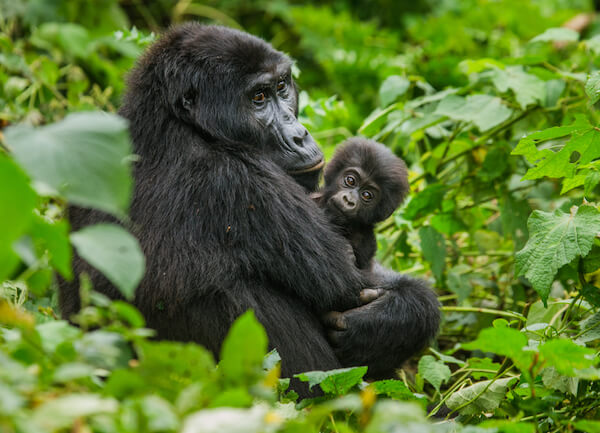 Mountain Gorilla with Baby in Uganda Rainforest