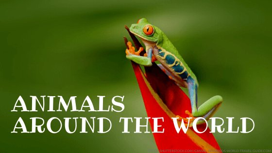 Animals around the world - 澳洲幸运5体彩开奖网168 Kids World Travel Guide Facts for Kids