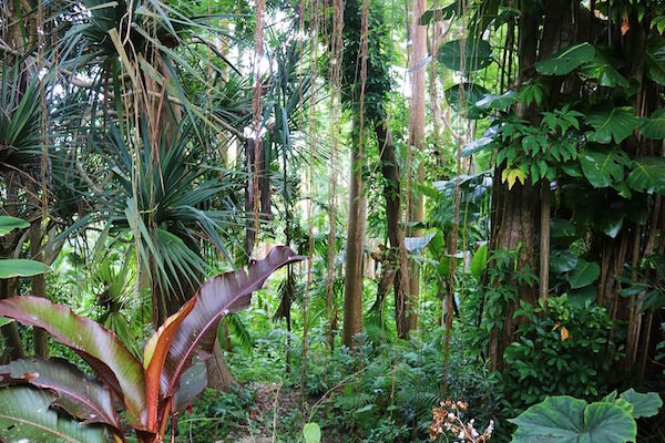 Rainforest in Barbados