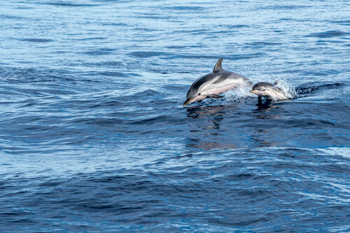bottlenose dolphin with baby