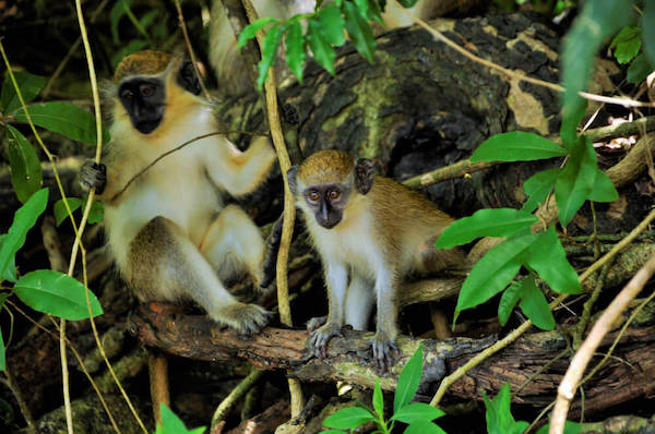 Barbados Green Monkeys - Image by Gemma Ribakovs