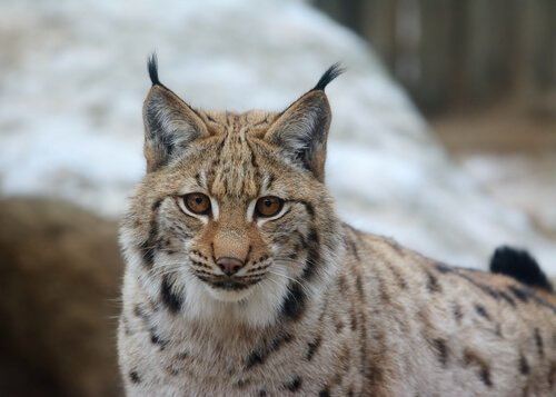 italian lynx
