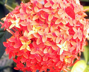 Ixora or FayaLobi plant - National flower of Suriname