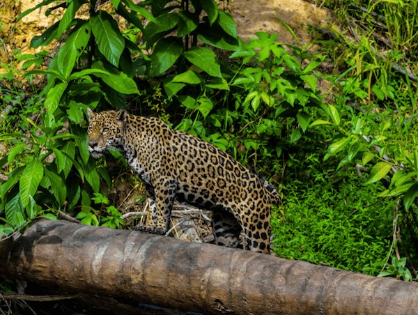 Jaguar in Suriname