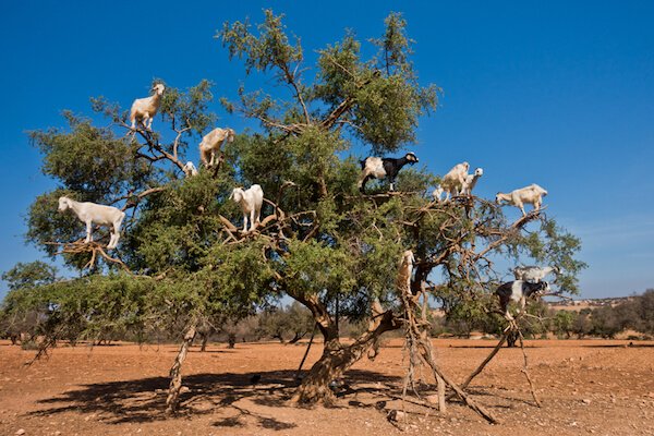 Goats climbing in Argan tree in Morocco - image by Shutterstock.com