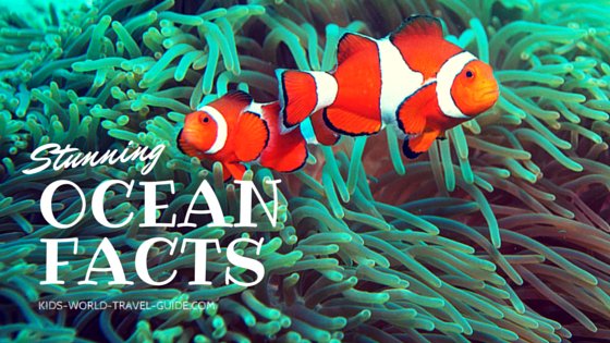 Ocean Facts for Kids by Kids World Travel Guide: clownfish in corals