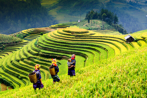 Vietnamese farmers in rice fields